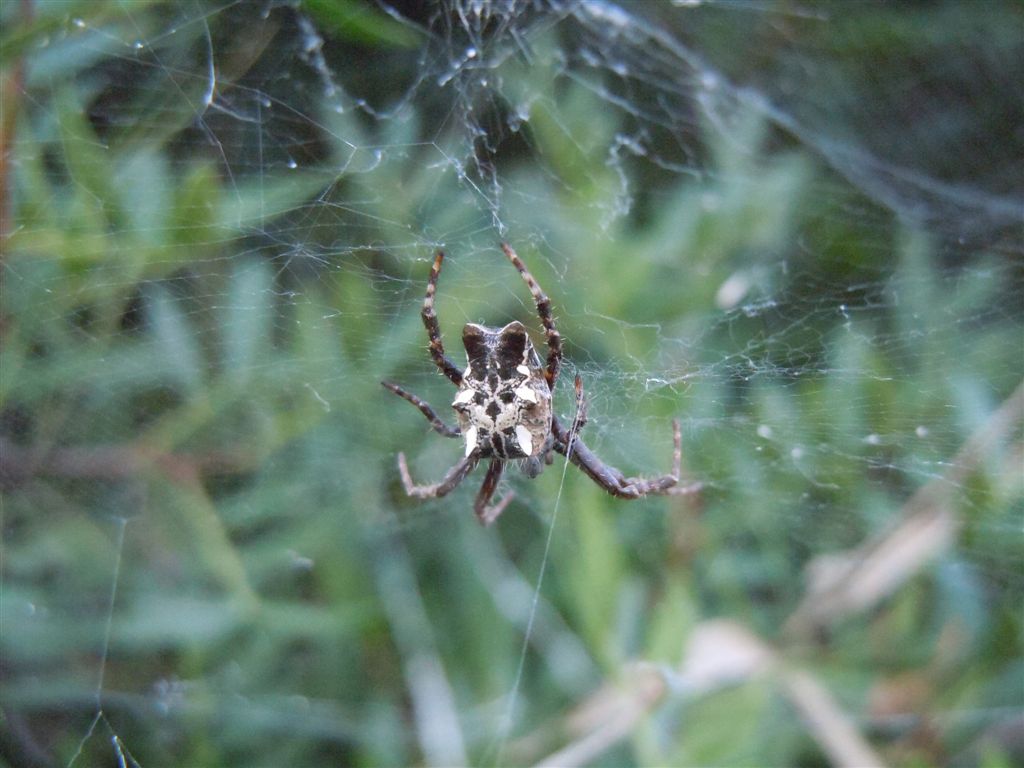 Cyrtophora citricola - Capo Miseno (NA)